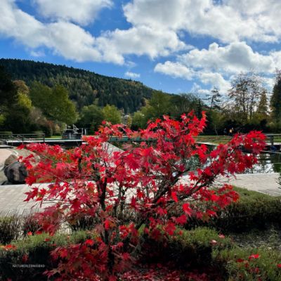 32bfc5b4-2c0c-4909-8f78-e1bec095fda2