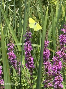 Schmetterling